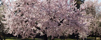 Mandelblüte_Mallorca