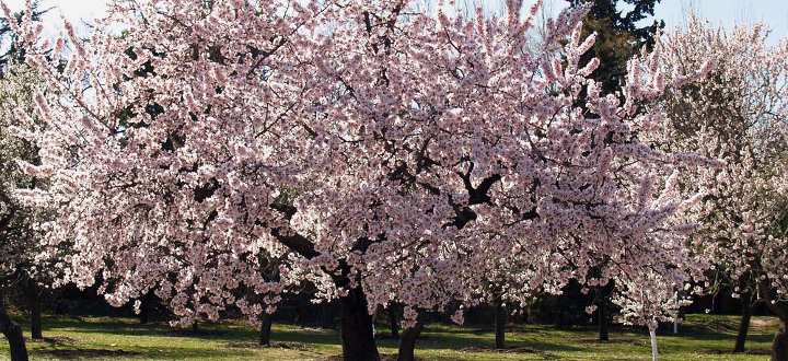 Mandelblüte_Mallorca