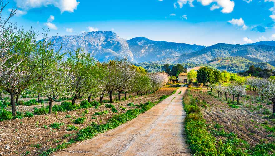 Schönes Panorama mit Mandelblüte auf Mallorca