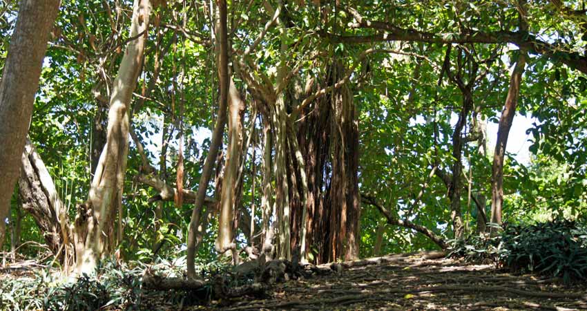 Die Bacardi-Insel ist dicht bewachsen.