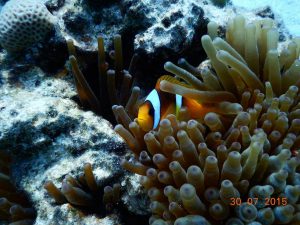 Anemonenfisch - Tauchen in Ägypten