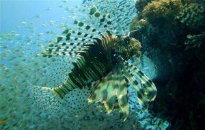 Feuerfisch - Tauchen in Ägypten