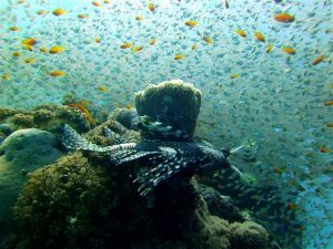 Schwarm - Tauchen in Hurghada