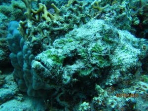 Steinfisch - Tauchen in Ägypten