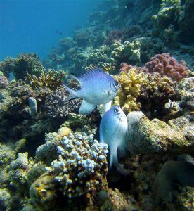 Korallen - Tauchen in Hurghada