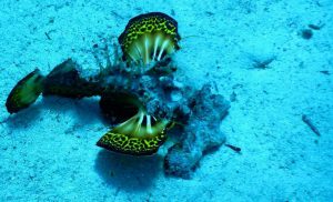 Red Sea Walker - Tauchen in Ägypten