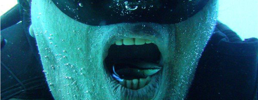 tauchen in aegypten_putzerfische