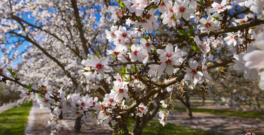 weiße Mandelblüte auf Mallorca