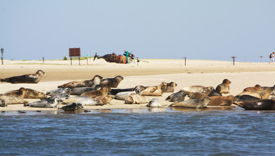 Seehunde entspannen im Wattenmeer an der Nordsee