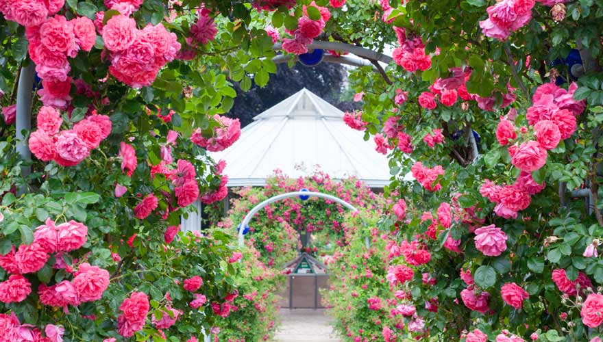 Rosengarten im Planten un Blomen Park in Hamburg