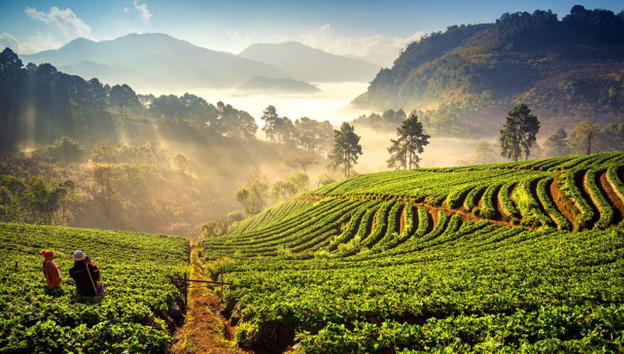 Reisfelder in Chiang Mai