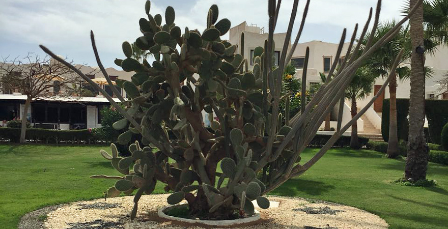 Garten des Labranda Tower Bay Hotels in Sharm el Sheikh