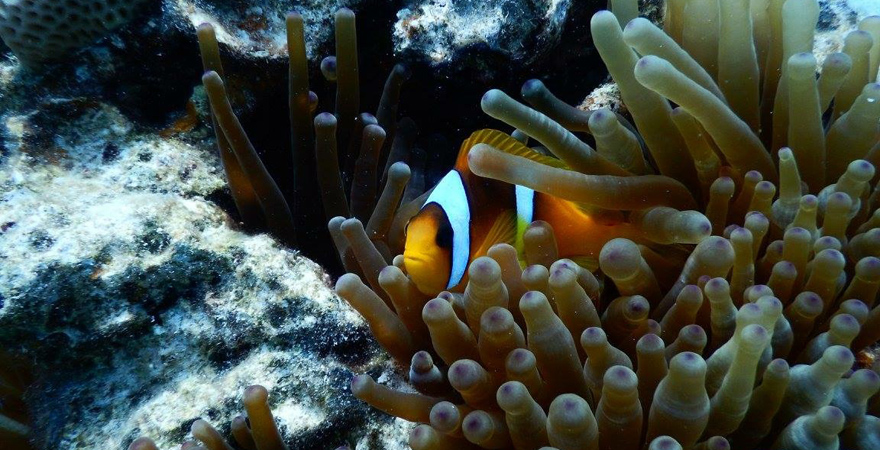 Kleiner Clownfisch in Anemonen