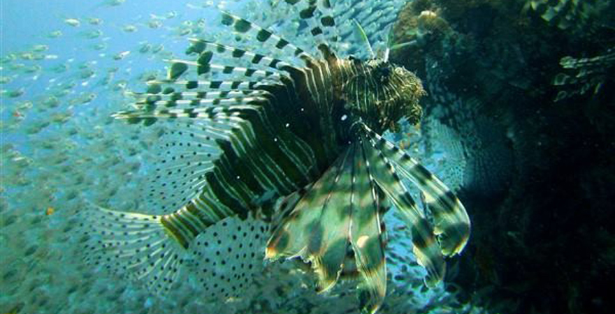 Feuerfisch im Roten Meer