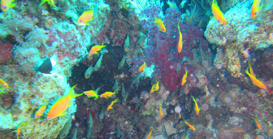 Farbenfrohe Fische im Korallenriff