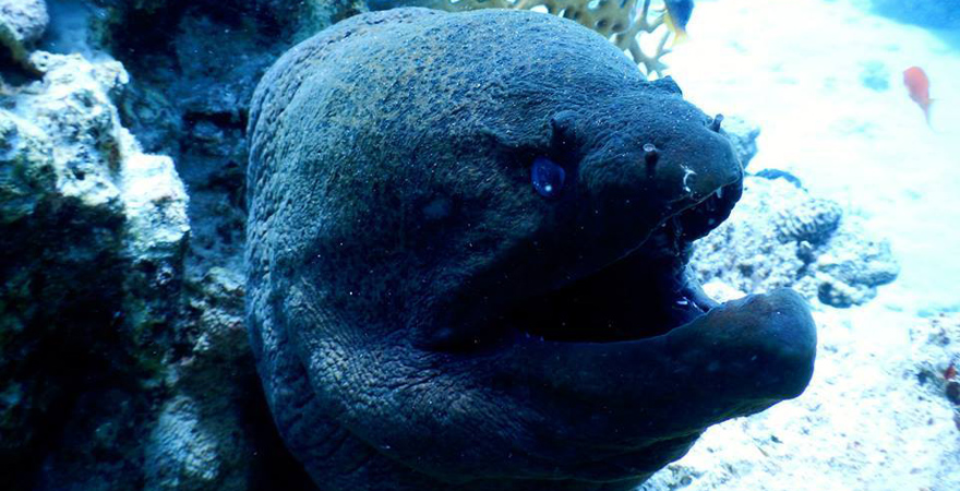 Moräne im Roten Meer