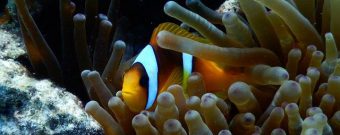 Nahaufnahme eines Anemonenfisches