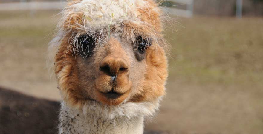 Alpaka in Nahaufnahme