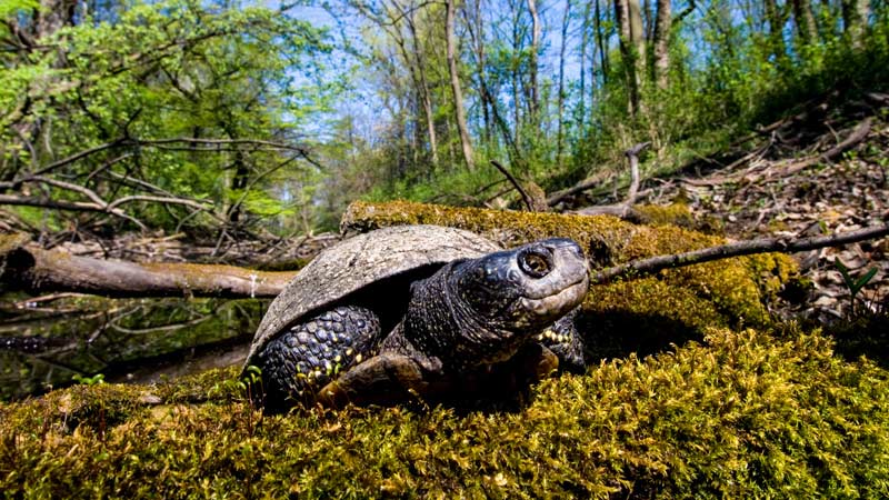 Europäische Sumpfschildkröte im Nationalpark Donau-Auen