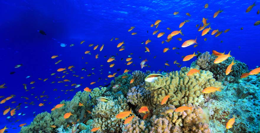 Die Bunte Unterwasserwelt des Roten Meeres in Ägypten