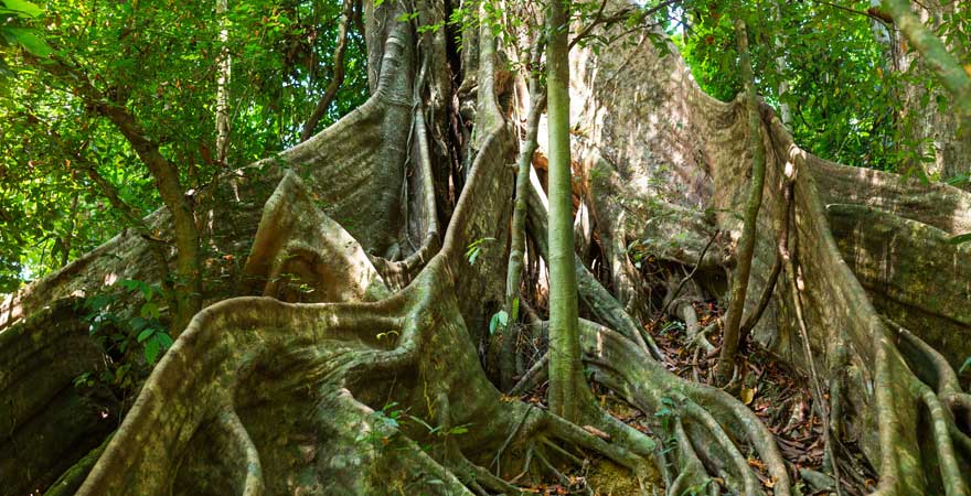 Baum im Khao Sok Nationalpark