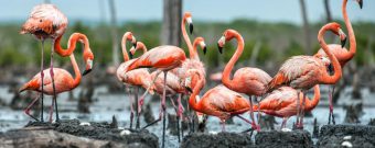 Flamingos am Rio Maximo auf Kuba
