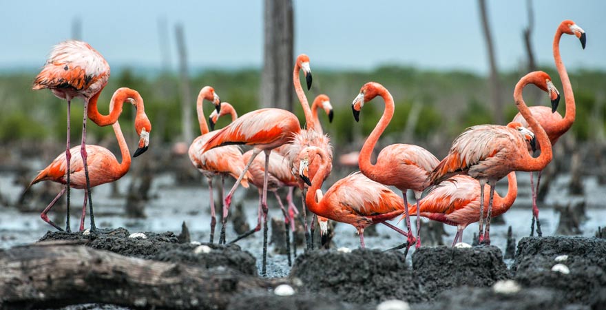Flamingos am Rio Maximo auf Kuba