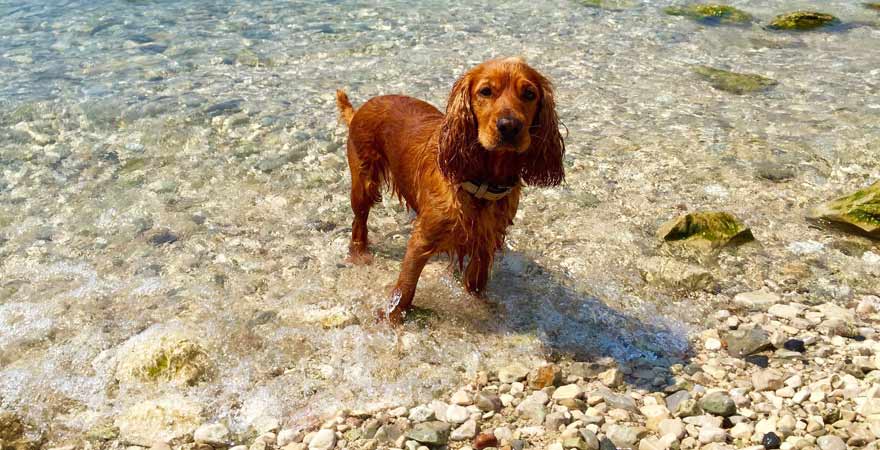 Ein Reisetipp für alle Hundebesitzer: Eure Vierbeiner dürfen an ausgewiesenen Stellen in den Gardasee springen.