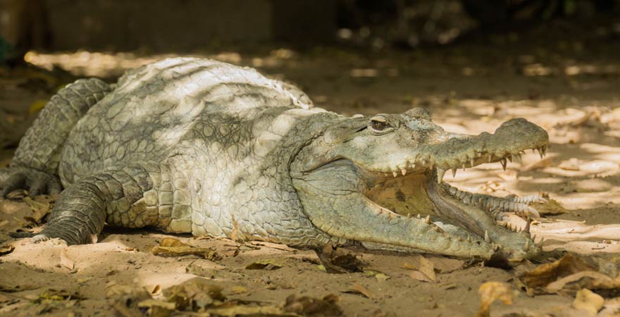 Urlaubstipp für Gambia: Besucht doch die heiligen Krokodile von Kachikally
