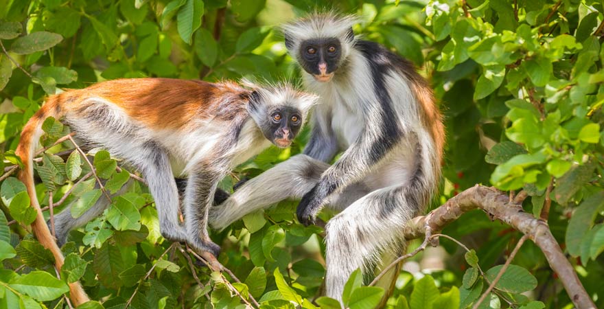 Rote Stummelaffen, die in Gambia beheimatet sind