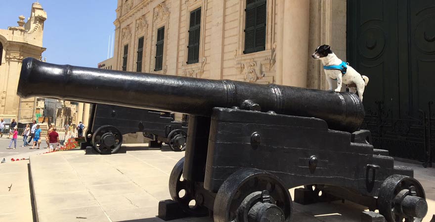 Antonijas Hund Jack auf einer Kanone