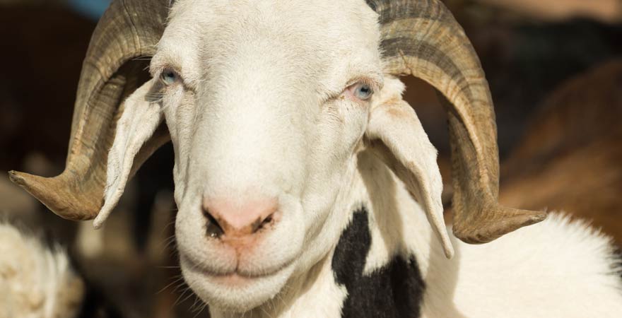 Eine Ziege auf dem Abuko-Viehmarkt. Ein Besuch dort zählt zu unseren Tipps für euren Gambia-Urlaub