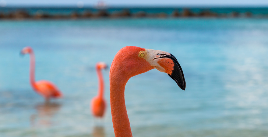 Die Flamingos auf Aruba sind ein Highlights unter allen Karibik-Reisetipps
