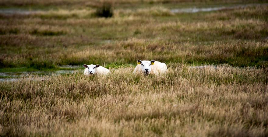 Schafe auf Rømø in Dänemark