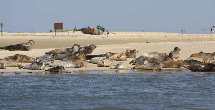 Unser Reisetipp für die Nordsee: unbedingt Seehunde auf Langeoog beobachten!