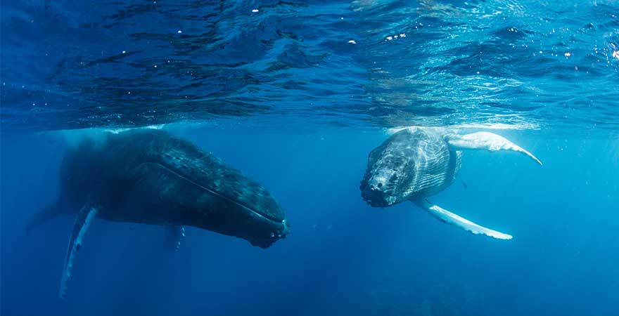 Zwei Buckelwale schwimmen im klaren blauen Meer, majestätische Meeresbewohner in ihrer natürlichen Umgebung