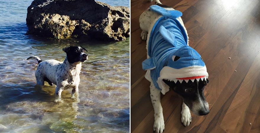 Antonijas Hund Jack, Malta