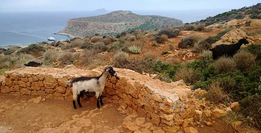 Ziegen auf Kreta