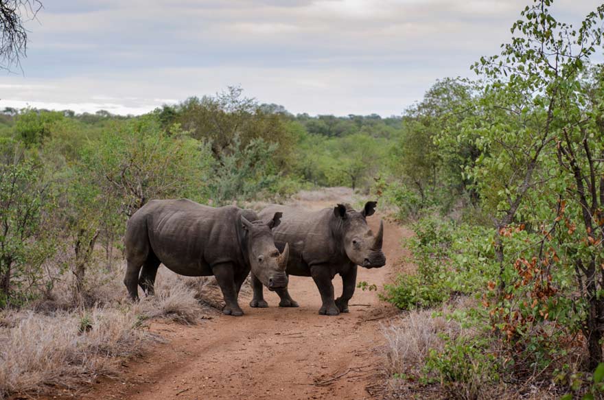 Nashörner im Krüger Nationalpark, Südafrika