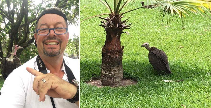 Geier im Senegambia Beach Hotel