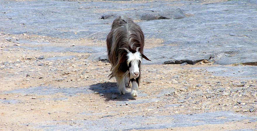 Arabischer Thar im Oman