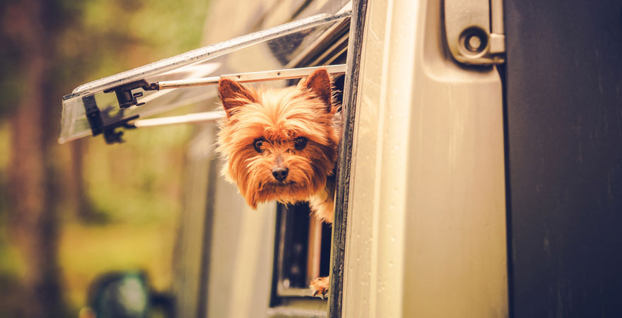 Hund im Wohnwagen beim Campingurlaub