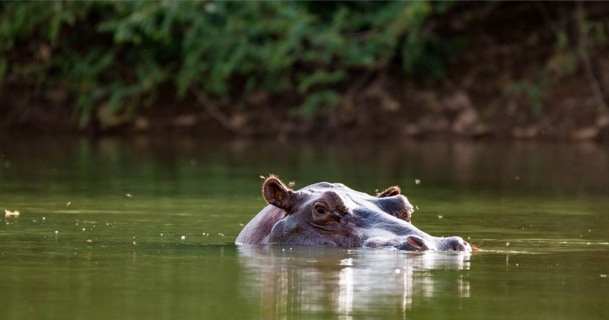 Flusspferd in Gambia