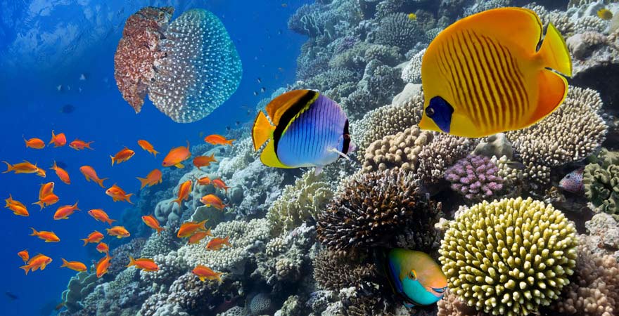 Unser Reisetipp: die bunte Unterwasserwalt vor den Malediven