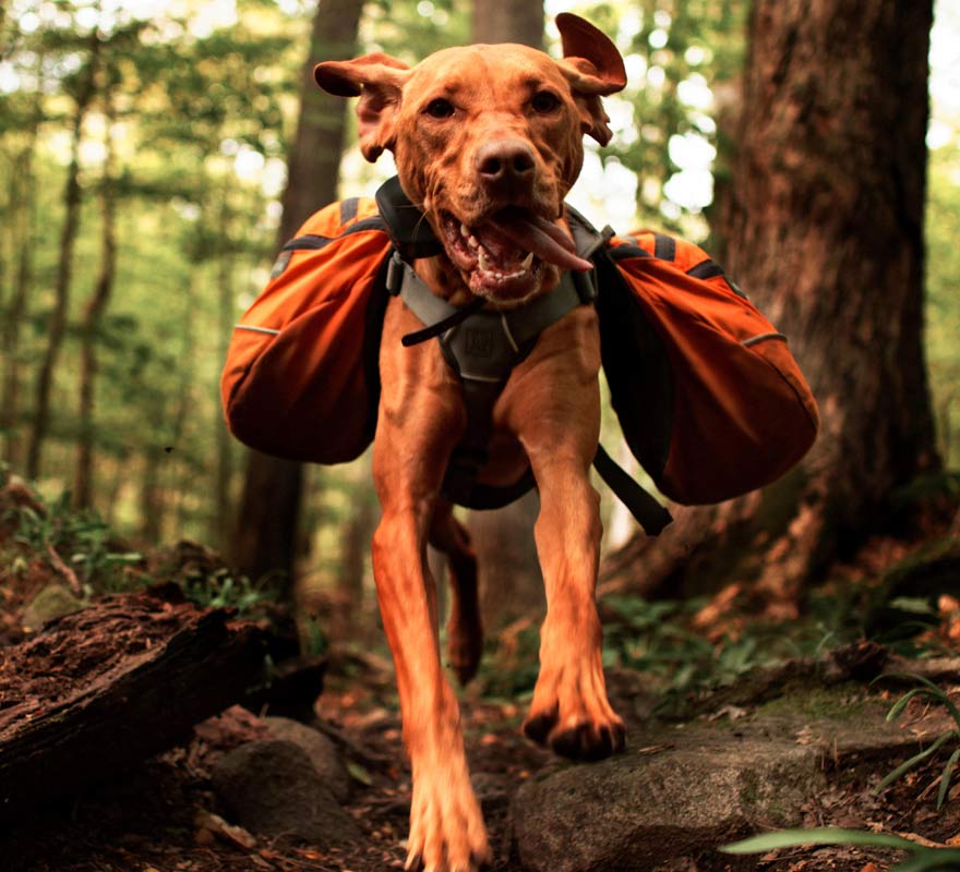 Wandern mit Hund im Campingurlaub
