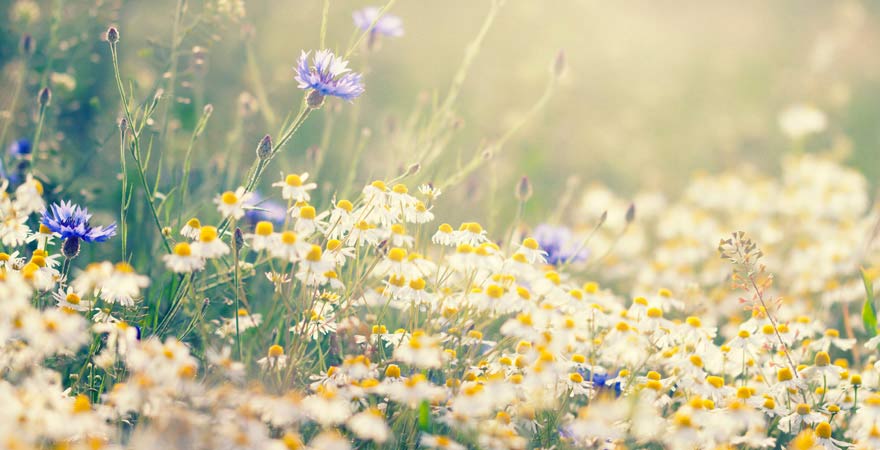 Wildkräuter gehören zu einer Kneippkur