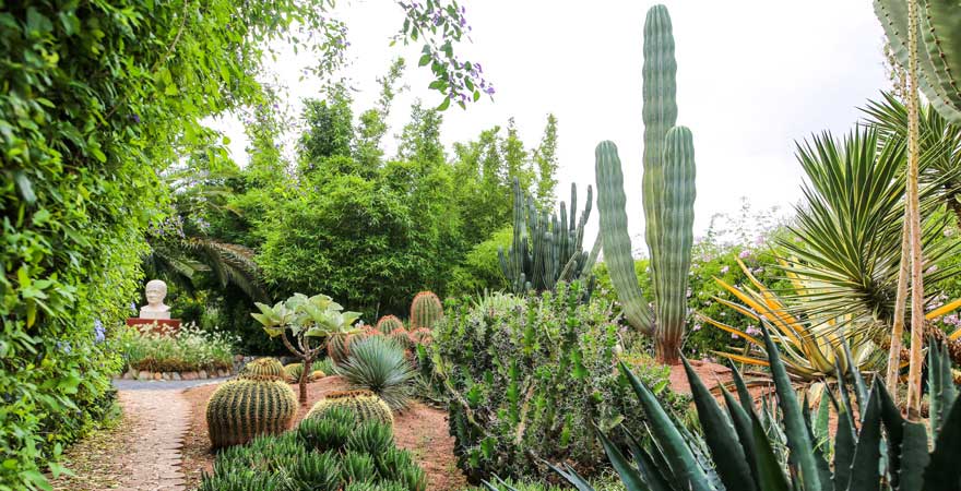 Kakteen im ANIMA, Marrakesch