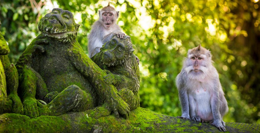 Affen im Affenheiligtum von Ubud auf Bali