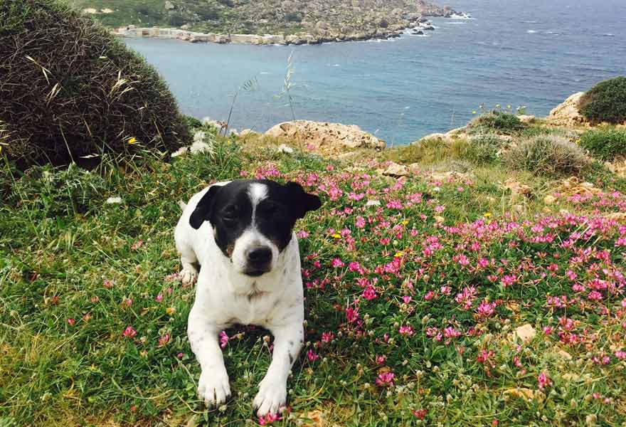 Antonijas Hund Jack beim Wandern auf Malta