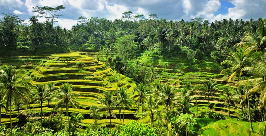 Reisterrassen, Ubud, Bali